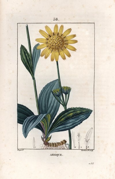 Arnika (Arnica) - Rytina od Lamberta filse podle kresby Pierra Jeana Francoise Turpina (1775-1840), z knihy La flore medicale, de Chaumeton, Poiret et Chamberet, Paris 1830 - Arnika horská, Arnica montana - Rytina od Lamberta mladšího podle kresby v od Unbekannter Künstler