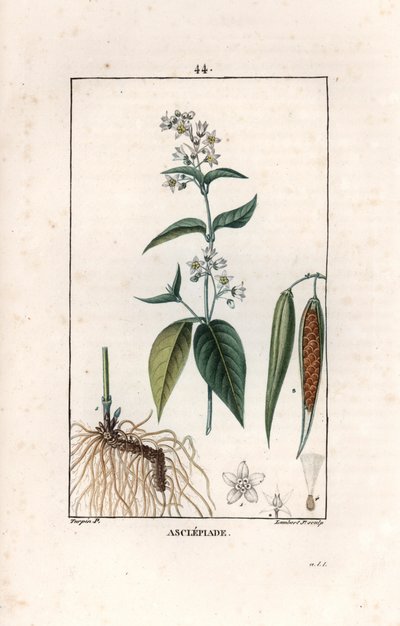 Asclepiade ou herbe à la wadding ou herbe aux parruches - Rytina Lamberta filse podle kresby Pierra Jeana Francoise Turpina (1775-1840), převzatá z knihy La flore medicale, Chaumeton, Poiret et Chamberet, Paris 1830 - Vlaštovičník, Vincetoxicum hirund od Unbekannter Künstler