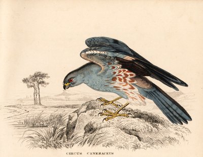 Luňák popelavý, Circus cineraceus. Ručně kolorovaná ocelorytina z Přírodovědné galerie Georga Friedricha Treitschkeho, Naturhistorischer Bildersaal des Thierreiches, Liepzig. od Unbekannter Künstler