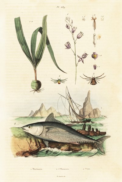 Atlantický tuňák obecný a orchidej belitia. od Unbekannter Künstler