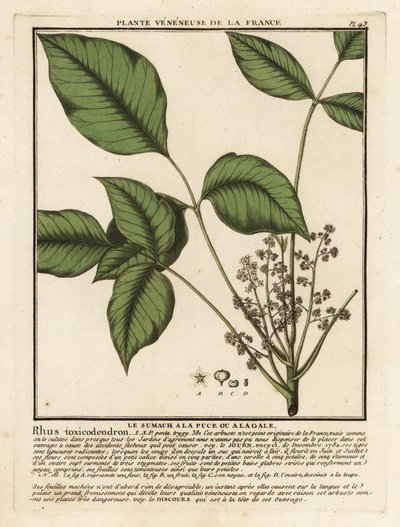 Atlantský jedovatý dub, Toxicodendron pubescens. od Unbekannter Künstler