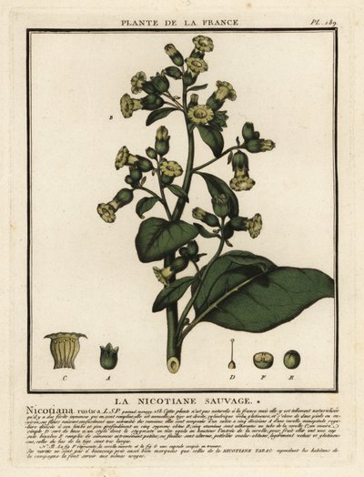 Aztécký tabák, Nicotiana rustica. od Unbekannter Künstler