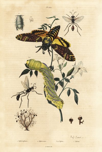Ball lišejník, Sphaerophorus globulus 1, Dynamene korýš 2, vosy kopáč, Sphex species 3,4 a jestřáb africký, Acherontia atropos a housenka 5 od Unbekannt