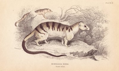 Kočka palmová páskovaná, Hemigalus derbyanus (Hemigalea zebra). Ohrožený druh. Ručně kolorovaná ocelorytina od Lizarse podle ilustrace Charlese Hamiltona Smithe z Naturalist