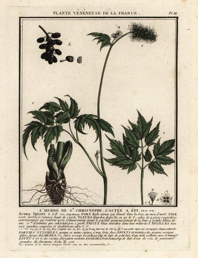 Baneberry, Actaea spicata. od Unbekannter Künstler