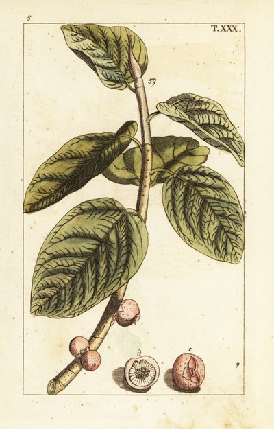 Banyan fíková větev s ovocem, Ficus benghalensis. od Unbekannter Künstler