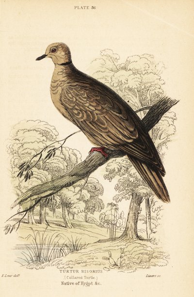 Barbary holubice, Streptopelia risoria. 1889 (rytina) od Unbekannter Künstler