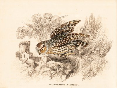 Sova pálená, Margarobyas lawrencii (Sova pálená, Scotophilus nudipes). Ručně kolorovaná ocelorytina z Přírodovědné galerie Georga Friedricha Treitschkeho, Naturhistorischer Bildersaal des Thierreiches, Liepzig. od Unbekannter Künstler