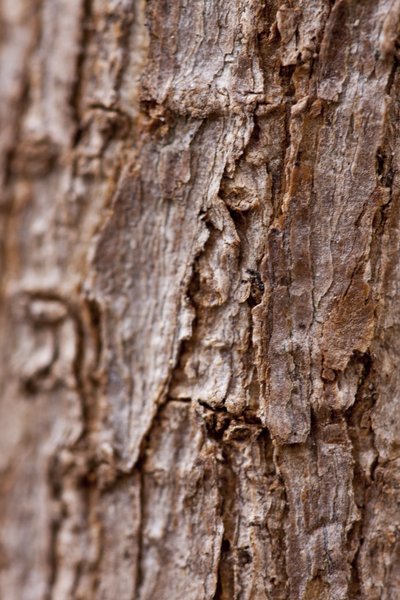 Bark II (fotografie) od Unbekannter Künstler