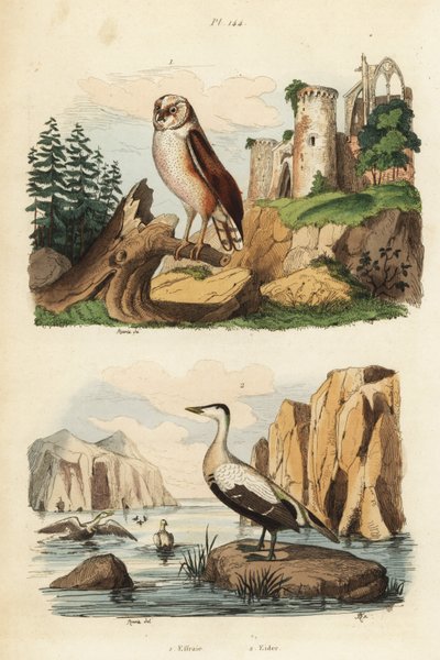Sova pálená, Tyto alba a kajka kajka, Somateria mollissima od Unbekannt