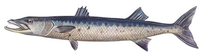 Barracuda - Barakuda velká (Sphyraena barracuda) od Unbekannter Künstler