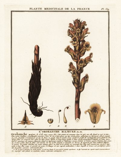 Svízel obecný; Orobanche caryophyllacea. od Unbekannter Künstler