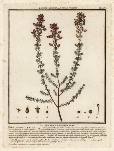 Bell vřes, Erica cinerea. od Unbekannter Künstler