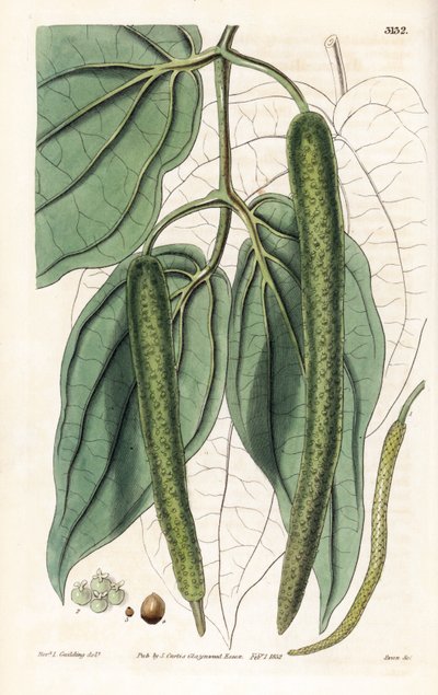 Betel - Betelový pepř, Piper betle. Ručně kolorovaná mědirytina od Swana podle ilustrace Rev. L. Gouldinga z "Botanical Magazine" Samuela Curtise, Londýn. od Unbekannter Künstler