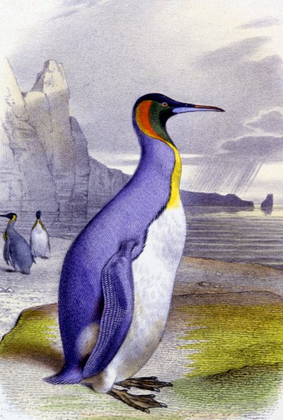 Velký tučňák, asi 1850 (litografie) od Unbekannter Künstler
