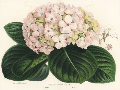 Hortenzie velkolistá, Hydrangea macrophylla (Hydrangea otaksa). Ručně kolorovaná litografie z knihy Louise van Houtteho a Charlese Lemaira Flowers of Gardens and Hothouses of Europe, Flore des Serres et des Jardins de l