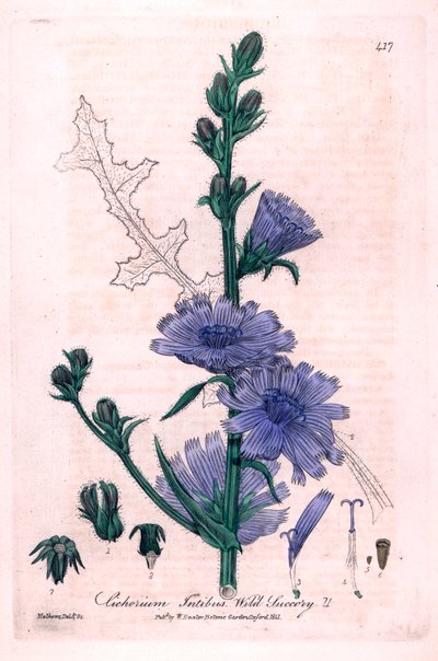 Čekanka hořká (Cichorium intybus) Botanická tabulka z knihy "British Phaenogamous Botany" od Williama Baxtera a Charlese Mathewse 1841 od Unbekannter Künstler