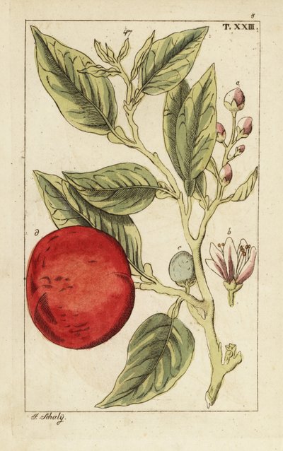 Hořký pomeranč nebo sevillský pomeranč, Citrus x aurantium. od Unbekannter Künstler