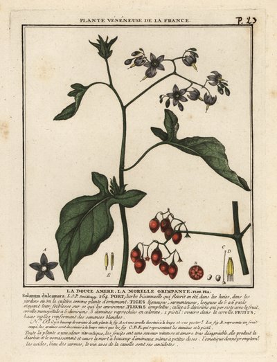 Hořkosladká nocovka, Solanum dulcamara. od Unbekannter Künstler