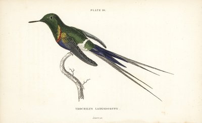 Trnucha černobřichá, Discosura langsdorffi (kolibřík Langsdorffův, Trochilus langsdorffii). Ručně kolorovaná ocelorytina Williama Lizarse z Naturalist