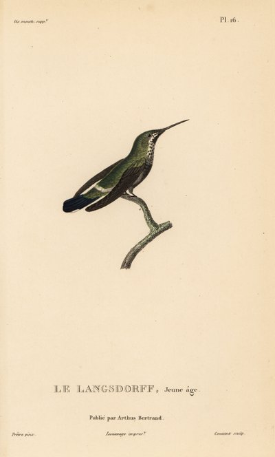 Trnucha černopásá, Discosura langsdorffi (Ornismya langsdorfii). Nedospělý. Ručně kolorovaná ocelorytina od Coutanta podle ilustrace Jeana-Gabriela Pretreho z knihy Rene Primevere Lessona Natural History of the Colibri Genus of Hummingbirds. od Unbekannter Künstler