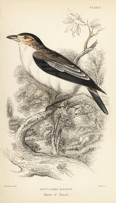 Tityra černohlavá, Tityra inquisitor (Psaris erythrogenys). Ručně kolorovaná ocelorytina Williama Lizarse podle ilustrace Williama Swainsona z Naturalist