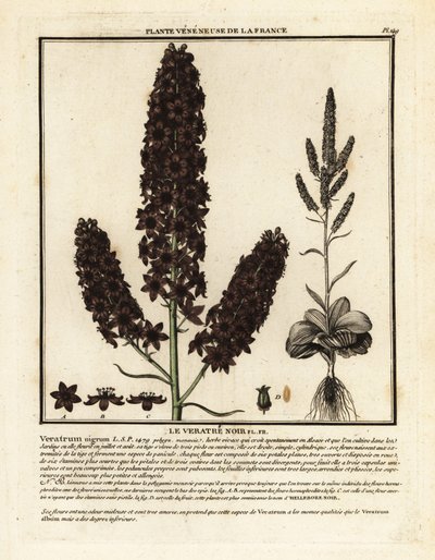 Čemeřice černá, Veratrum nigrum. od Unbekannter Künstler