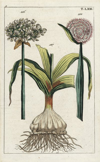 Česnek černý, Allium nigrum 186, a cibule, Allium cepa, cibule 187 a květ 188. Ručně kolorovaná mědirytina botanické ilustrace z knihy G. T. Wilhelma "Unterhaltungen aus der Naturgeschichte" (Encyklopedie přírodních dějin). od Unbekannter Künstler