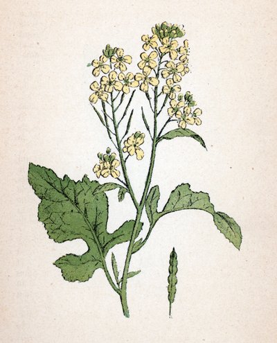 Hořčice černá (Brassica nigra) (seneve noir) Botanická tabulka z knihy "Atlas colorie des plantes medicinales", Paul Hariot od Unbekannter Künstler