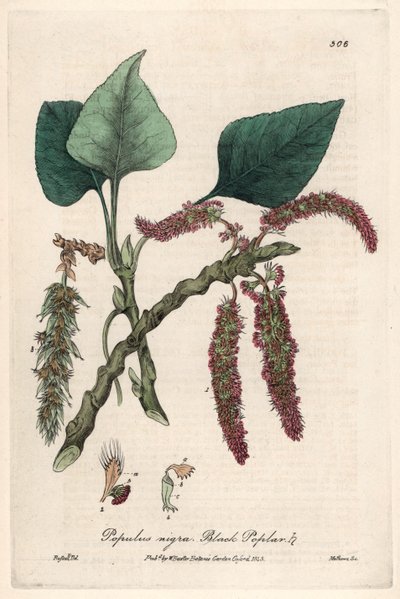 Topol černý (Populus nigra) - botanická tabulka od Isaaca Russella, vyryl Charles Matthews, převzato z knihy "English Botanical Phenomenes" od Williama Baxtera (1788-1871). od Unbekannter Künstler