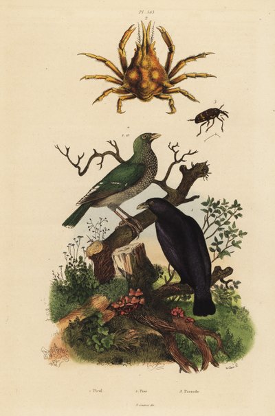 Žlva černá, Oriolus hosii 1, žluva zelená, Oriolus flavocinctus 1a, krab čtyřrohý, Pisa tetraodon 2, nosatce, Pissodes druh 3 od Unbekannt