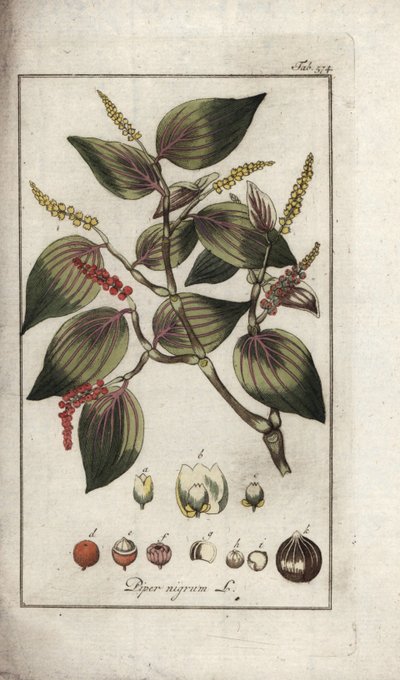 Černý pepř (Piper nigrum). Litografie z knihy "Afbeelding der Artseny-Gewassen" od Johannese Zorna (1739-1799), Nizozemsko. od Unbekannter Künstler