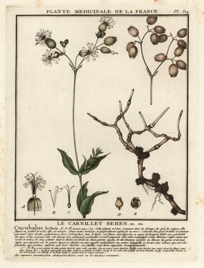 Močový měchýř, Silene vulgaris. od Unbekannter Künstler