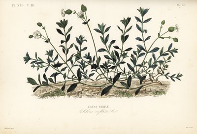 Močový měchýř, Silene vulgaris, Silene inflata, Silene vybouleniny od Unbekannt