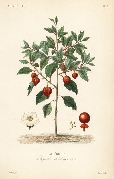 Třešeň měchýřová nebo lucerna čínská, Physalis alkekengi, Alkekenge od Unbekannt