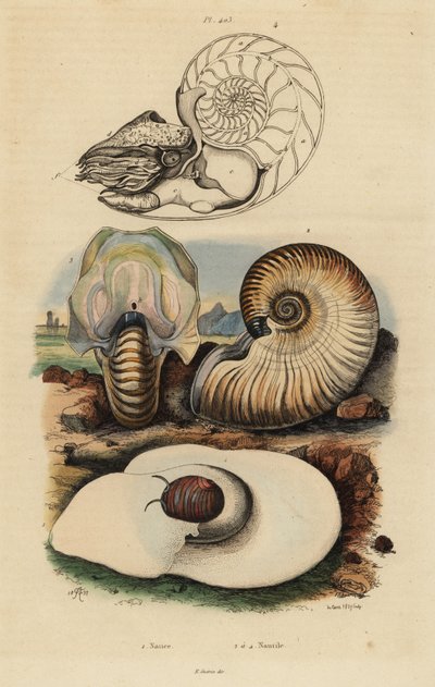 Měsíční hlemýžď měchýřový, Neverita didyma 1, crusty nautilus, Nonion umbilicatulum 2 a komorový nautilus, Nautilus pompilius 3,4 od Unbekannt