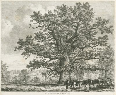 Blithfield - Squitch-bank Oak: lept, 1824 od Unbekannt