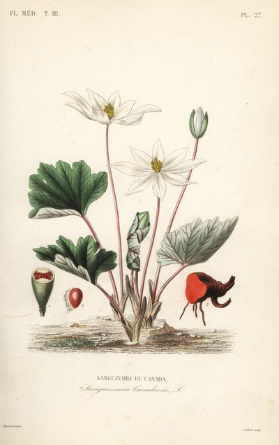 Bloodroot, Sanguinaria canadensis, Krvežíznivá Kanada od Unbekannt
