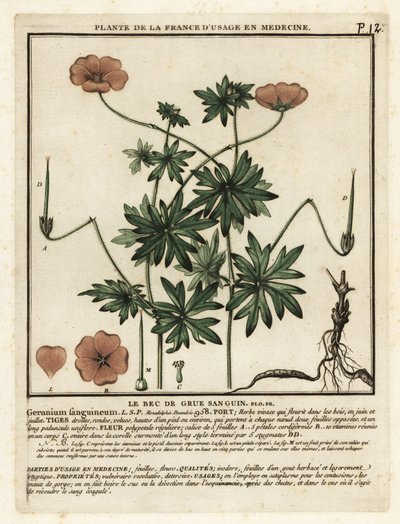 Jeřábovka krvavá, Geranium sanguineum. od Unbekannter Künstler
