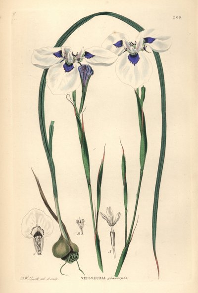 Uintjie modrooká nebo Blouooguintjie, Moraea aristata (Ocellate viesseuxia, Vieusseuxia glaucopis). Ručně kolorovaná mědirytina, kterou nakreslil a vyryl Frederick W. Smith podle knihy John Lindley and Robert Sweet