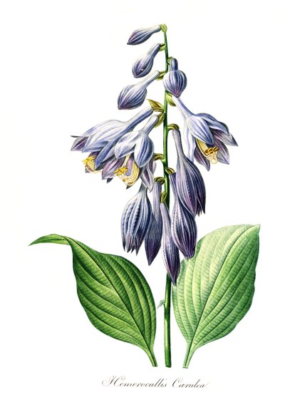 Modrá denivka (Hemerocallis) caerulea, digitální reprodukce originálu z 18. století, původní datum neznámé od Unbekannter Künstler