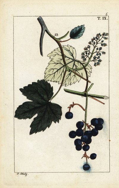 Modré hrozny na révě, Vitis vinifera. od Unbekannter Künstler