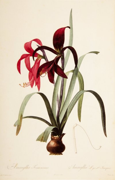 Botanická ilustrace/Redoubt/Sprekelia formosissima/Saint James Lily/Jacobean Lily od William M. Timlin