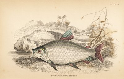 Bocachico nebo koulimata, Prochilodus rubrotaeniatus (Bledý kapr lososovitý, Prochilodus rubro-taeniatus). Ručně kolorovaná ocelorytina W. H. Lizarse podle ilustrace Jamese Stewarta z knihy Roberta Schomburga Fishes of Guiana, která je součástí knihy Sir W od Unbekannter Künstler