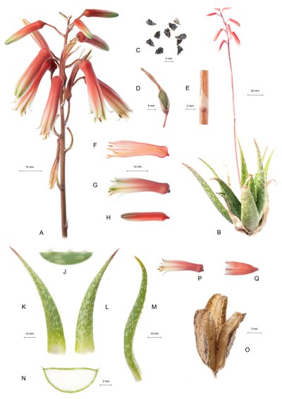 Botanická rada/Aloe/Aloe od Unbekannt
