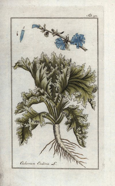 Botanický název: Endivie, Cichorium endivia. Ručně kolorovaná mědirytina z knihy Johannese Zorna "Afbeelding der Artseny-Gewassen", Jan Christiaan Sepp, Amsterdam. od Unbekannter Künstler