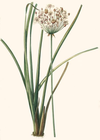 Botanická ilustrace/Rdoute/Butomus umbellatus/Umbelly Butome/Květinový náramek od Unbekannt