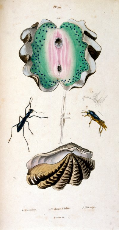 Botanické a zoologické ilustrace F. E. Guérin. Z Dictionnaire pittoresque d