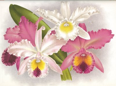 Botanická deska/Cattleya labiata/Lindenia od Unbekannt