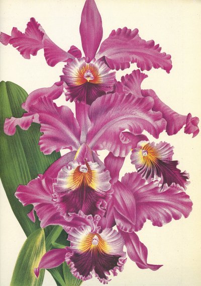 Botanická deska/Cattleya labiata var. Perfecta/Lindenia od Unbekannt